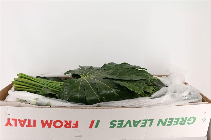 <h4>FATSIA JAPONICA BLAD</h4>