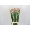Nerine Berenice