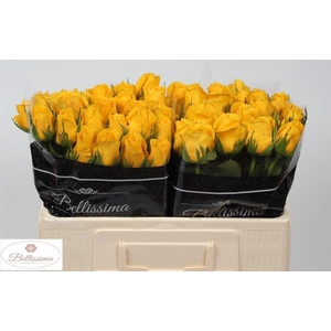 Rosa a grande fleur 'Doromomtum'