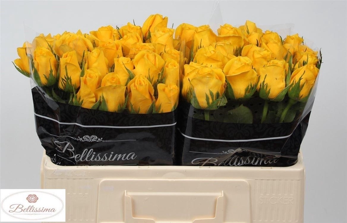 <h4>Rosa a grande fleur 'Doromomtum'</h4>