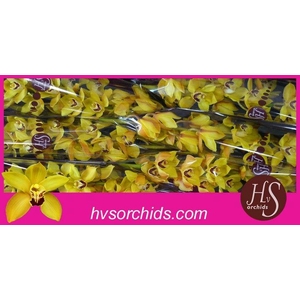 CYMB T COOKSBRIDGE 80 CM