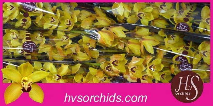 <h4>CYMB T COOKSBRIDGE 80 CM</h4>