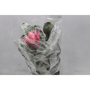 AECHMEA FASCIATA P17