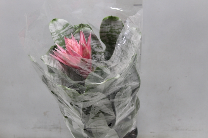 <h4>AECHMEA FASCIATA P17</h4>