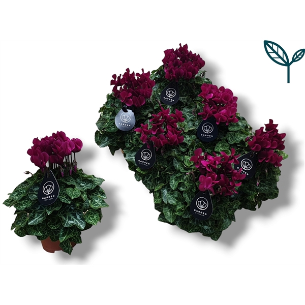 <h4>Cyclamen GARDEN PAARS</h4>