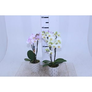 COQ. PLANTAS ORN. T3