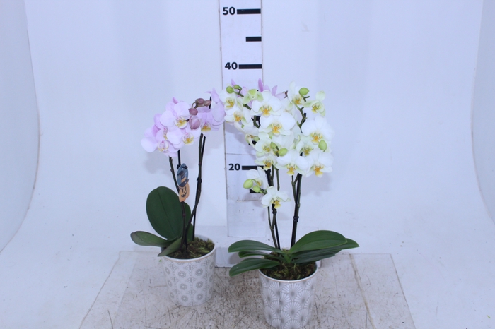 COQ. PLANTAS ORN. T3