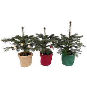 ABIES NORDMANNIANA p15
