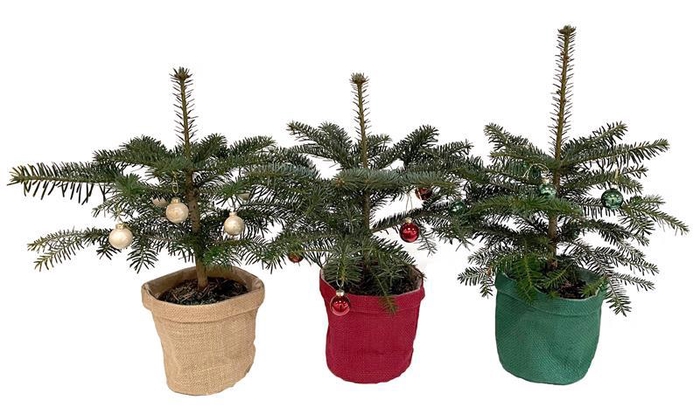 <h4>ABIES NORDMANNIANA p15</h4>