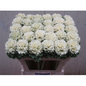 Brassica Crane Ruffle White