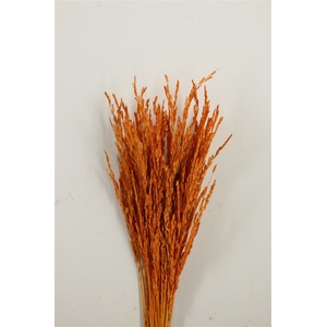 Dried Rice Oryza Orange Bunch