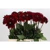 Dahlia Red Runner