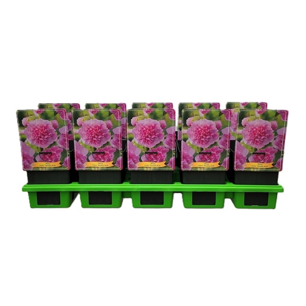 <h4>Alcea rosea 'Double Pink' P11</h4>