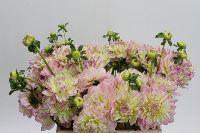 Dahlia Dianas Memory