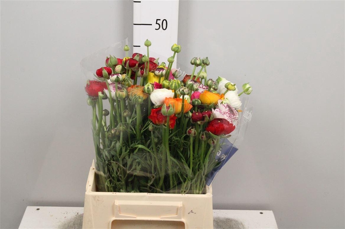 <h4>Ran Gem In Bos</h4>