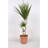 DRA MARGINATA