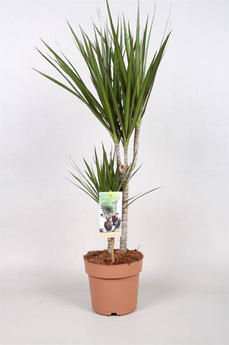 DRA MARGINATA