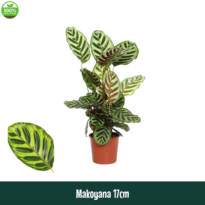 <h4>Calathea 17cm Makoyana - Living</h4>