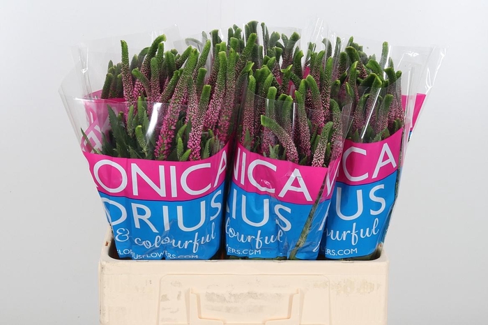 <h4>Veron Smart Iselle</h4>