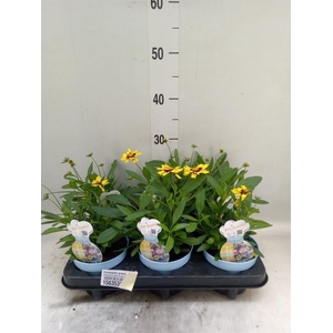 Coreopsis grand. 'Corey Yellow Red'