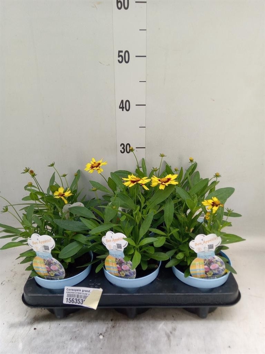 <h4>Coreopsis grand. 'Corey Yellow Red'</h4>