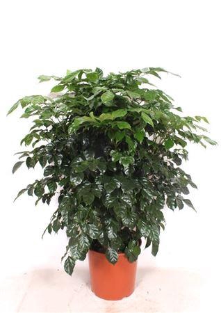 <h4>Radermachera Hainanensis</h4>