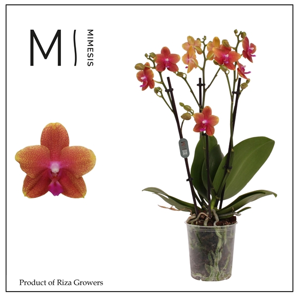 <h4>Mimesis Phal. Bolgheri - 3 spike 12cm</h4>