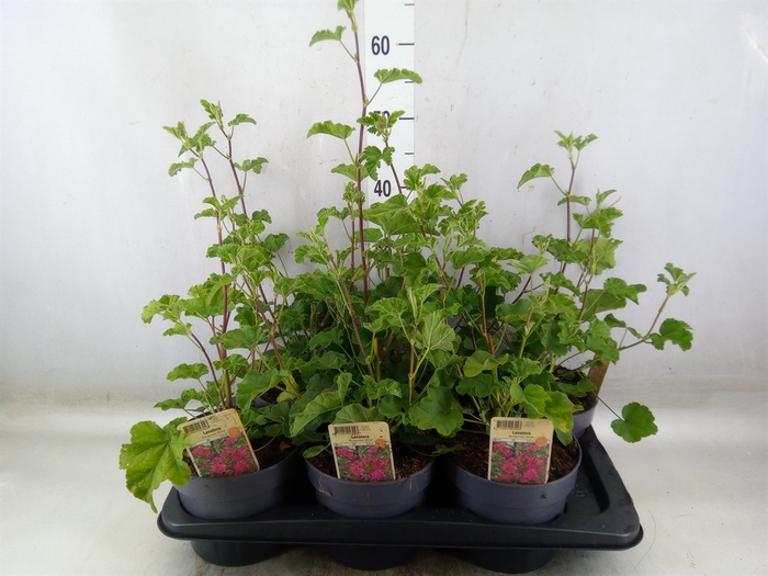 <h4>Lavatera  'Burgundy Wine'</h4>
