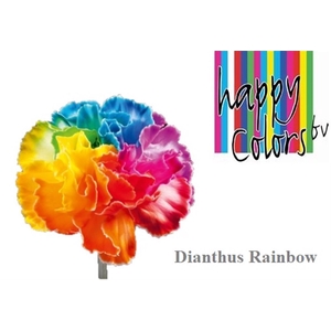 Di Rainbow