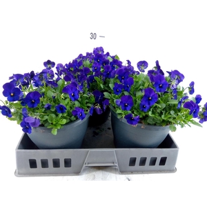 Viola corn. 'Evo Mini True Blue'