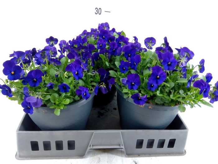 <h4>Viola corn. 'Evo Mini True Blue'</h4>
