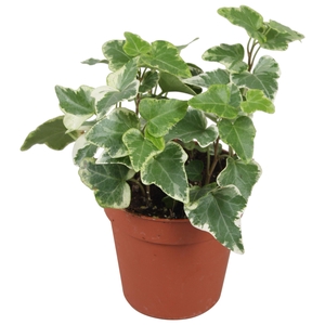 Hedera helix witbont
