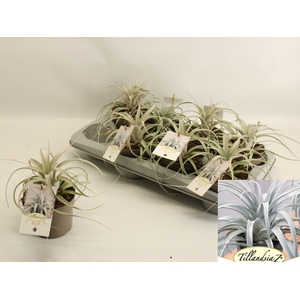 TILLANDSIA XEROGRAPH