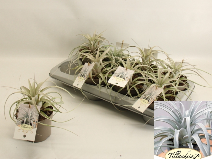 <h4>TILLANDSIA XEROGRAPH</h4>