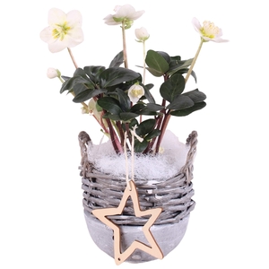 Christmas Arr.Outdoor Willow Basket Ceramic Bottom 14 1PP