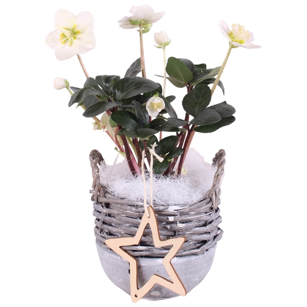 <h4>Christmas Arr.Outdoor Willow Basket Ceramic Bottom 14 1PP</h4>