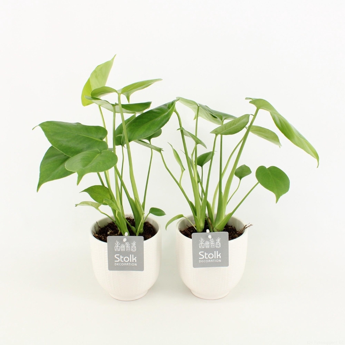 <h4>Monstera in Liv keramiek</h4>