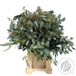 Euca Populus Berry 300gr