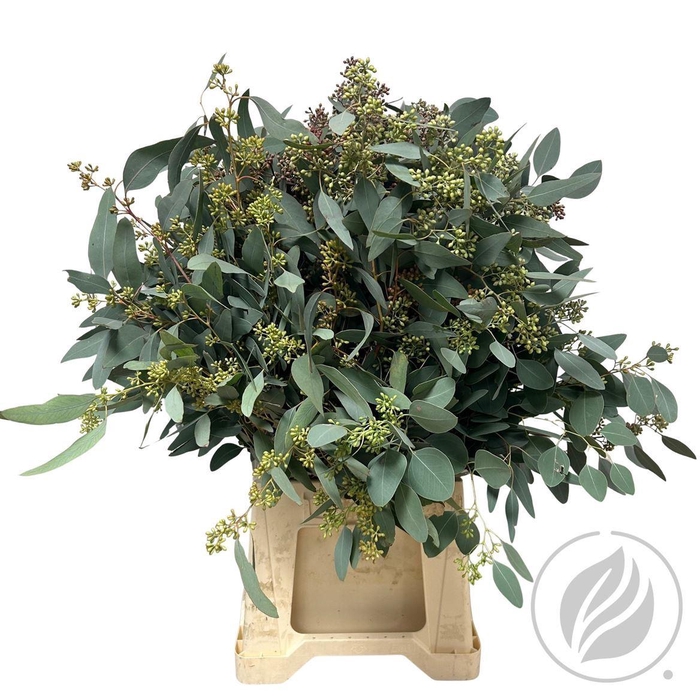 <h4>Euca Populus Berry 300gr</h4>