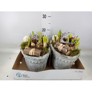 Arr.   Bol/Knolgewas L%