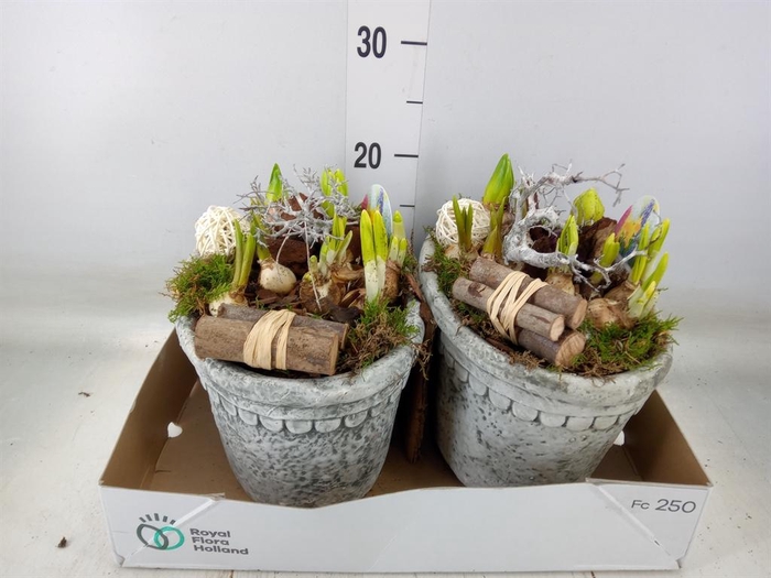 <h4>Arr. Bol/Knolgewas L%</h4>