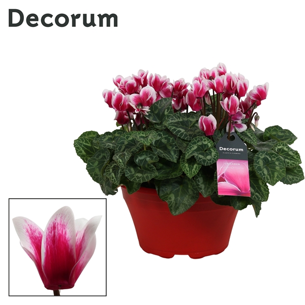 Cyclaam Garden Wine red Schaal Ariel (Decorum)