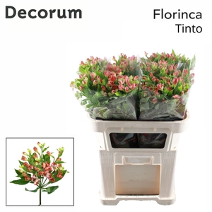 Alstroemeria Tinto