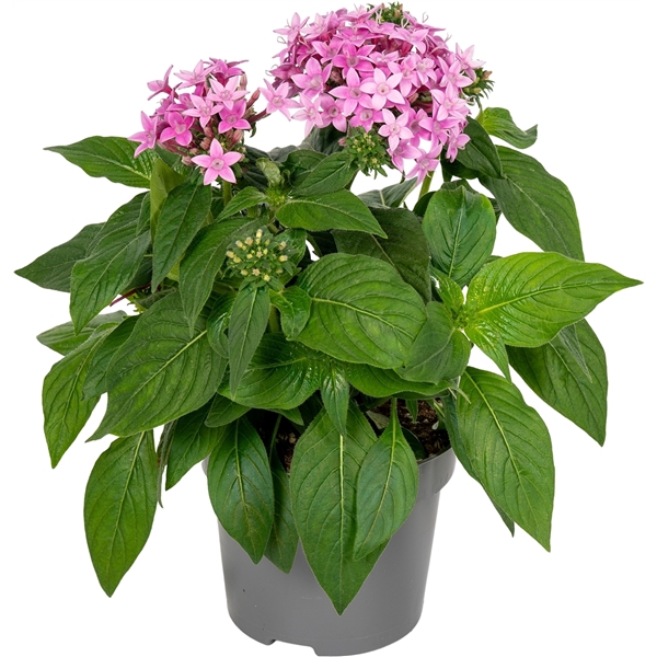 <h4>Pentas lanceolata ''Graffiti Ultra Violet''</h4>