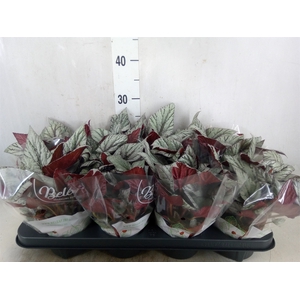 Begonia BD 'Beleaf Arctic Breeze'