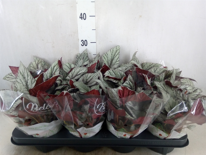 <h4>Begonia BD 'Beleaf Arctic Breeze'</h4>