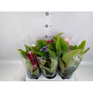 Streptocarpus ...mix