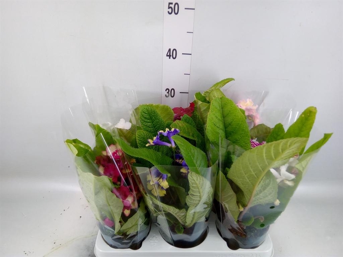 <h4>Streptocarpus   ...mix</h4>