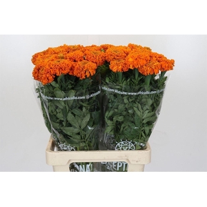 Tagetes E Promise Orange