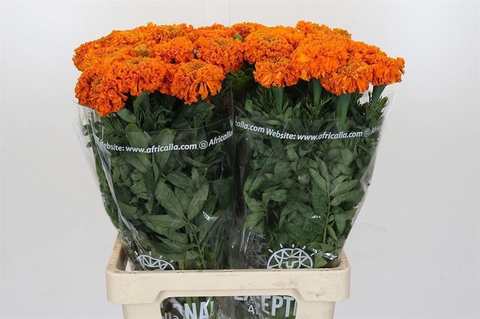 <h4>Tagetes E Promise Orange</h4>
